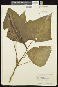 Catalpa bignonioides image