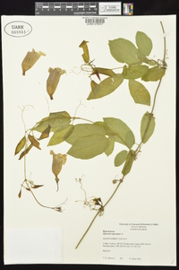 Bignonia capreolata image