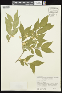 Lonicera maackii image
