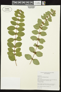 Symphoricarpos orbiculatus image