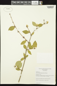 Lonicera fragrantissima image