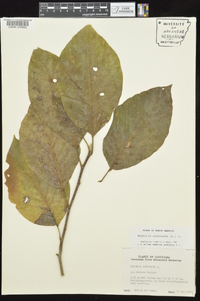 Magnolia acuminata image