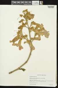 Paulownia tomentosa image