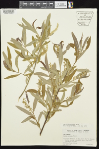 Salix caroliniana image