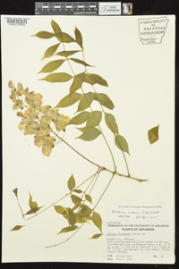 Wisteria sinensis image