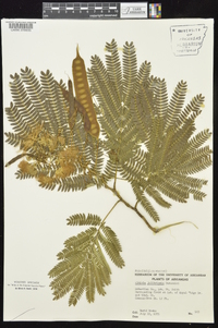 Albizia julibrissin image