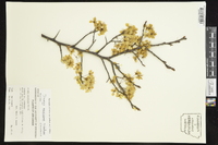 Prunus mexicana image