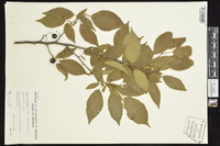 Prunus mexicana image