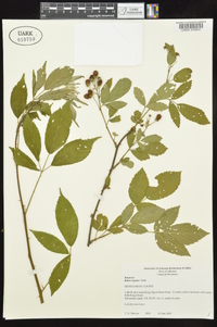 Rubus argutus image