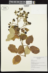 Rubus armeniacus image