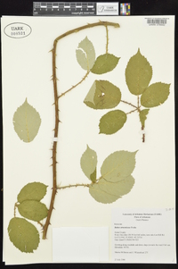 Rubus armeniacus image