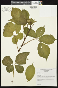 Rubus frondosus image