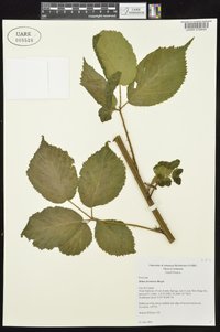 Rubus frondosus image