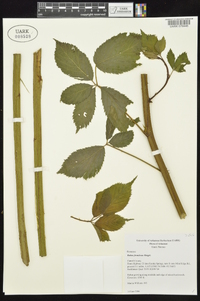 Rubus frondosus image