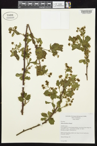 Rubus frondosus image