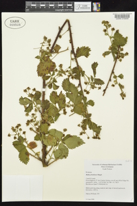 Rubus frondosus image