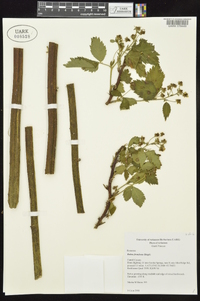 Rubus frondosus image