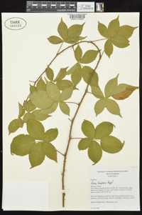 Rubus frondosus image