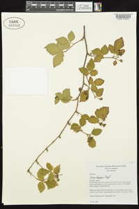 Rubus frondosus image