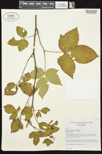 Rubus frondosus image