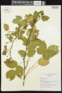 Rubus frondosus image