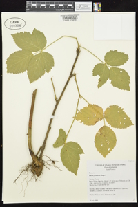 Rubus frondosus image