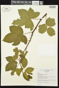 Rubus frondosus image