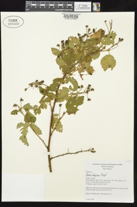 Rubus frondosus image