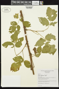 Rubus frondosus image