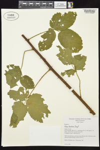 Rubus frondosus image