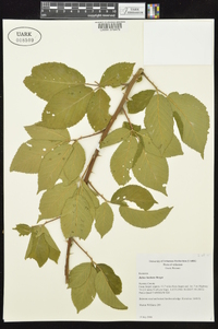 Rubus laudatus image