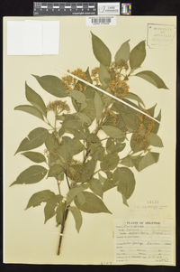 Cornus drummondii image