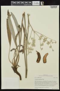 Eriogonum longifolium image