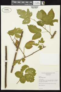 Rubus laudatus image