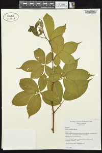 Rubus laudatus image