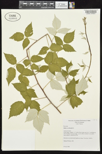 Rubus occidentalis image