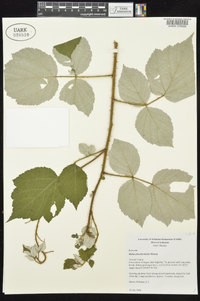 Rubus phoenicolasius image