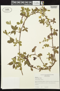 Rubus trivialis image