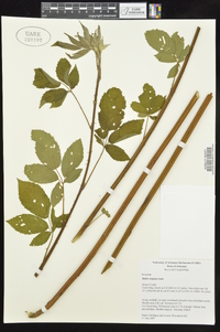 Rubus argutus image