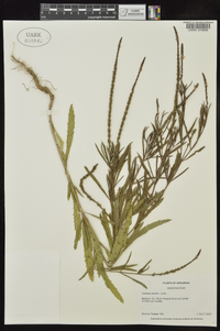 Verbena simplex image