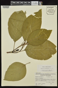 Magnolia acuminata image