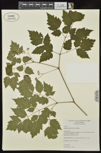 Ampelopsis arborea image