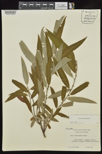 Salix caroliniana image