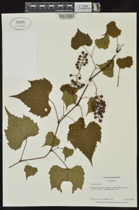 Vitis palmata image