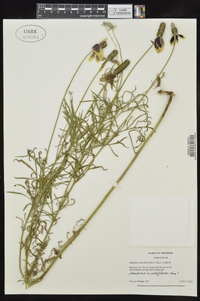 Ratibida columnifera image