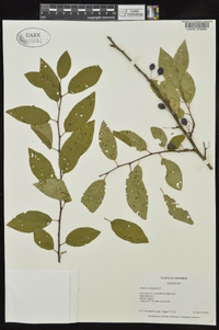 Prunus umbellata image