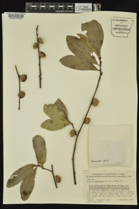 Quercus laurifolia image