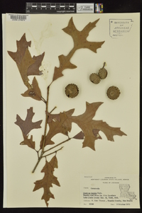 Quercus lyrata image