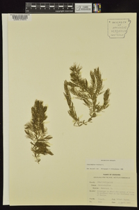 Ceratophyllum demersum image