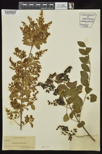 Ligustrum sinense image